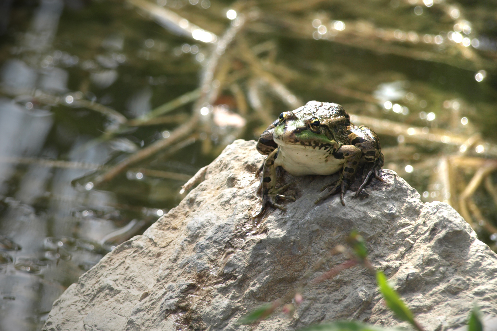 Frosch