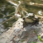 Frosch