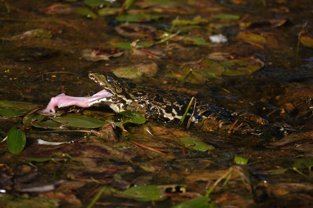 Frosch fängt Hornisse 3: Zungenschlag 