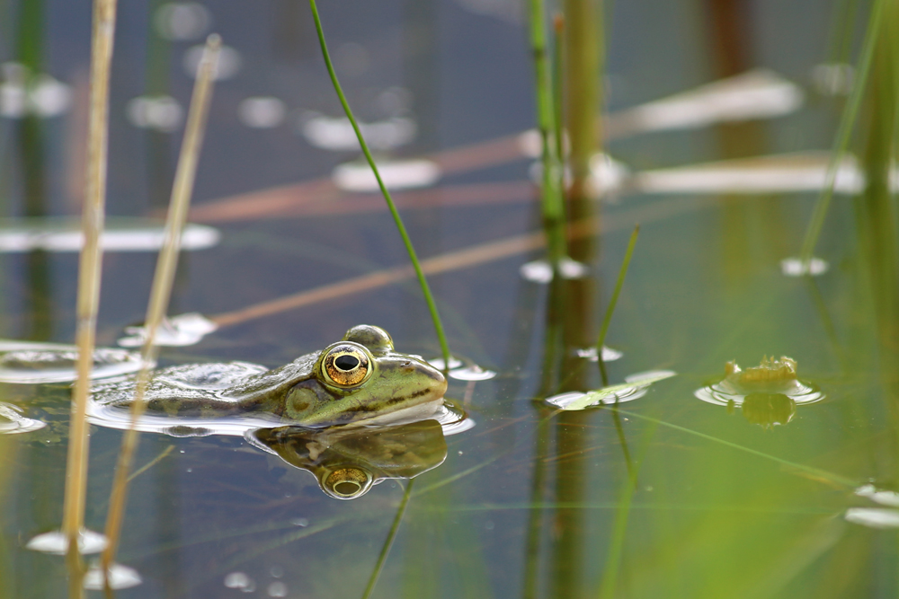 Frosch