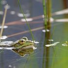 Frosch