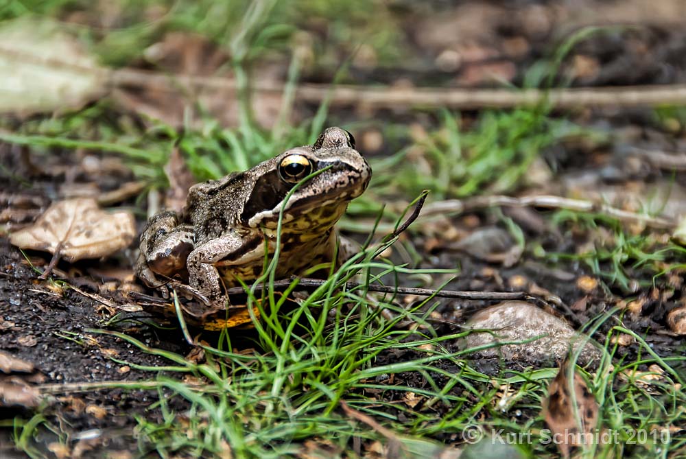 Frosch