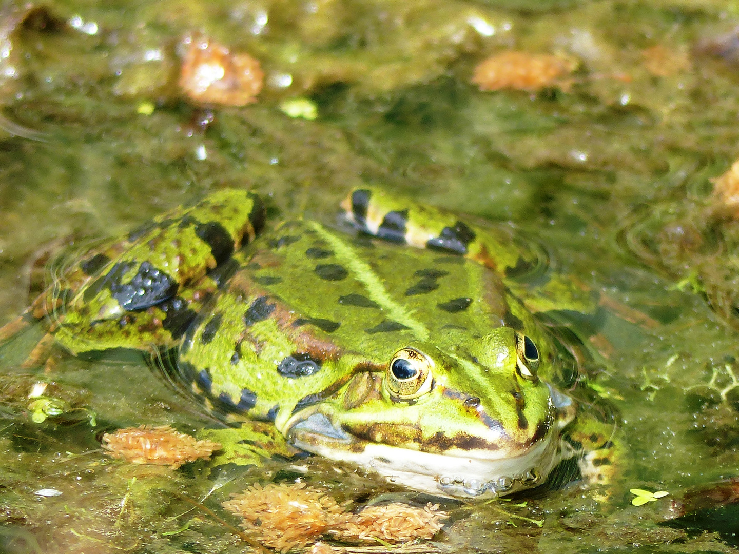 Frosch