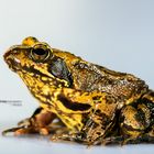 Frosch Foto