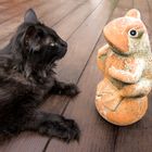 Frosch Freundschaft