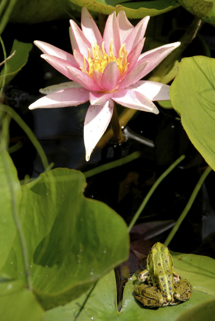 Frosch freut sich an der Blume