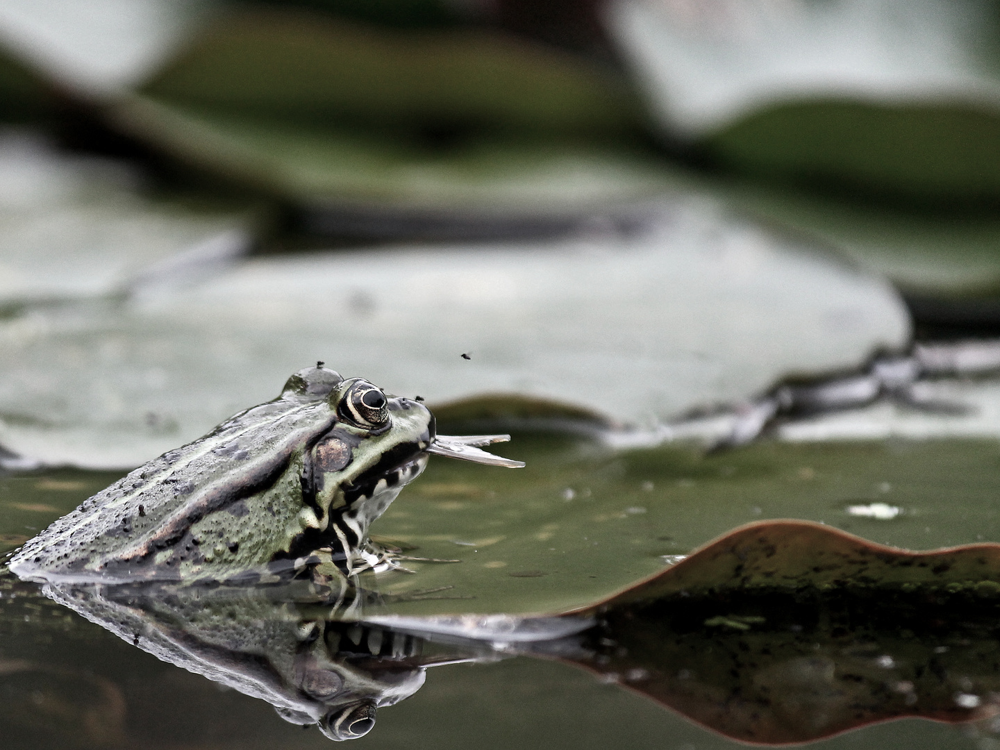 Frosch frisst Fisch