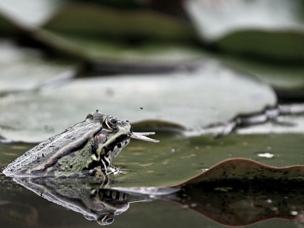 Frosch frisst Fisch von Artelanas 