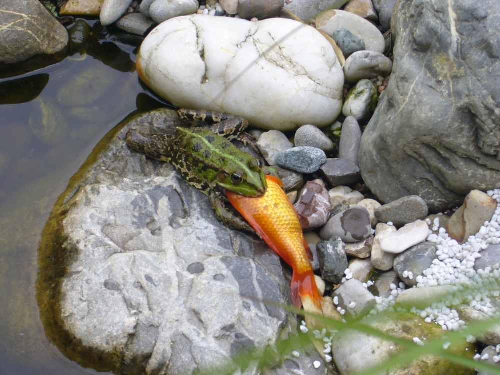 Frosch frißt Goldfisch Foto & Bild tiere, natur Bilder auf