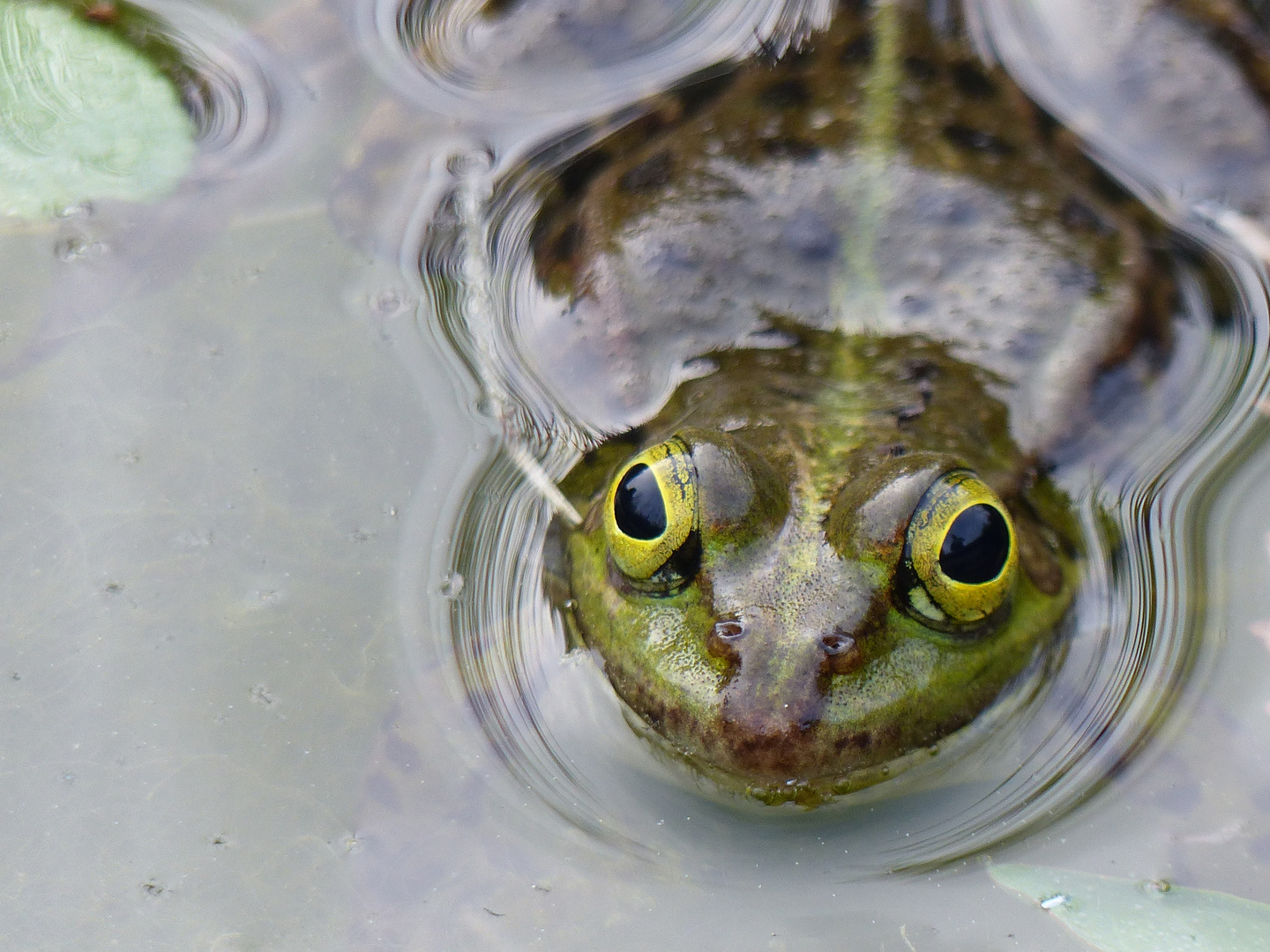 frosch frontal