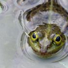 frosch frontal