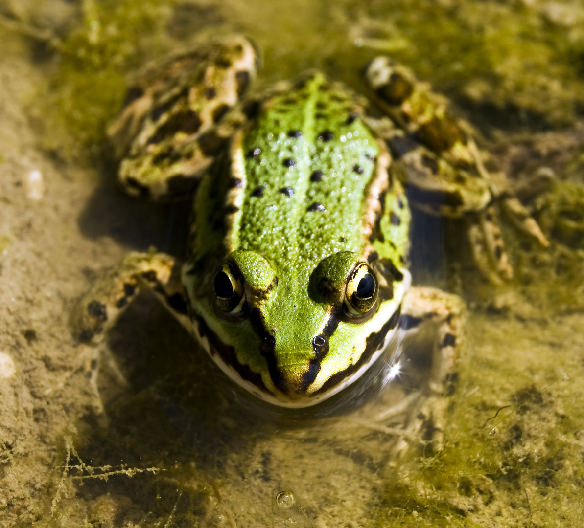 Frosch frontal