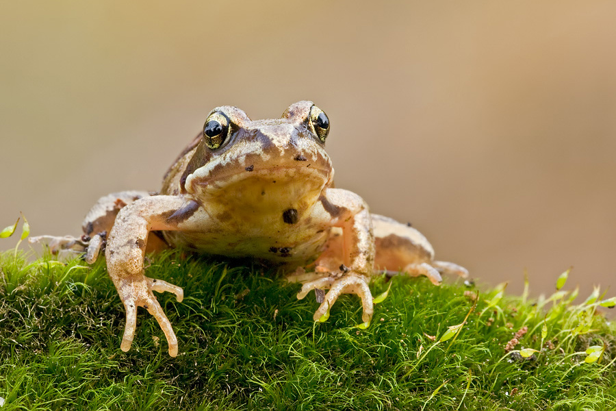 Frosch frontal