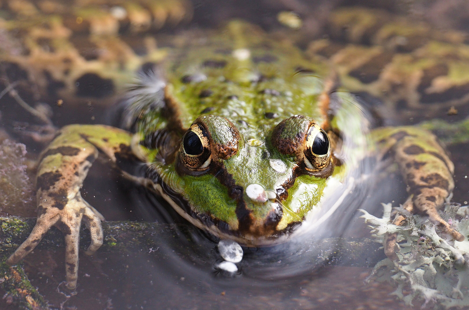 Frosch frontal