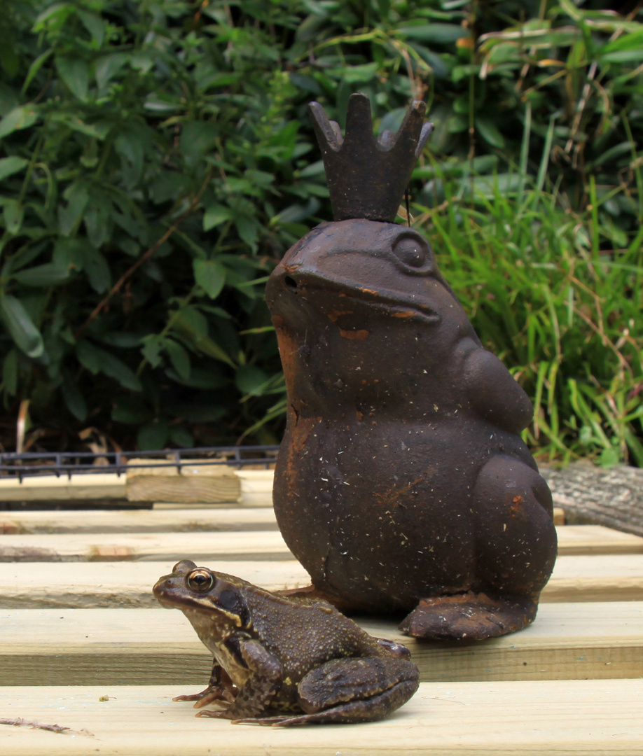 Frosch &amp; Froschkönig Foto &amp; Bild natur, frosch, garten