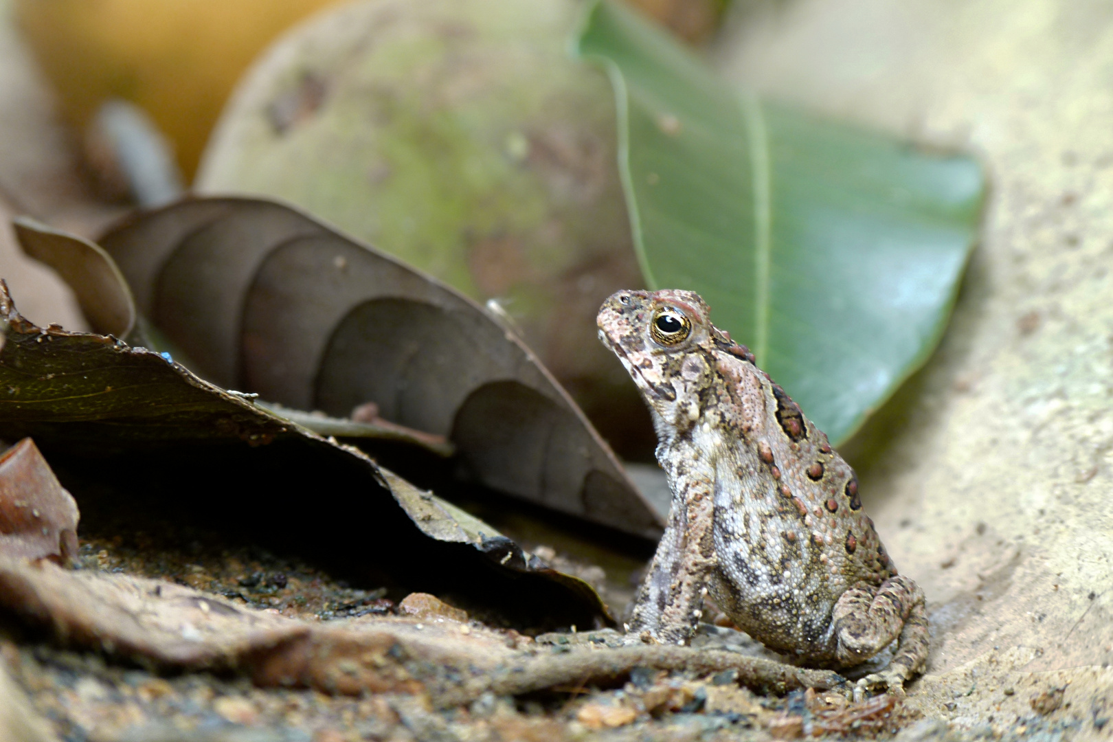 Frosch, Frucht und Blätter