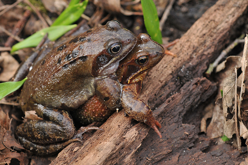 Frosch – Frühling