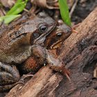 Frosch – Frühling