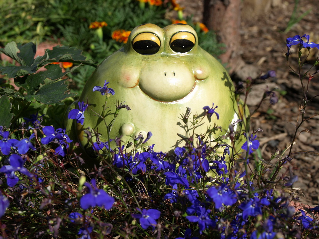 Frosch Gärtner