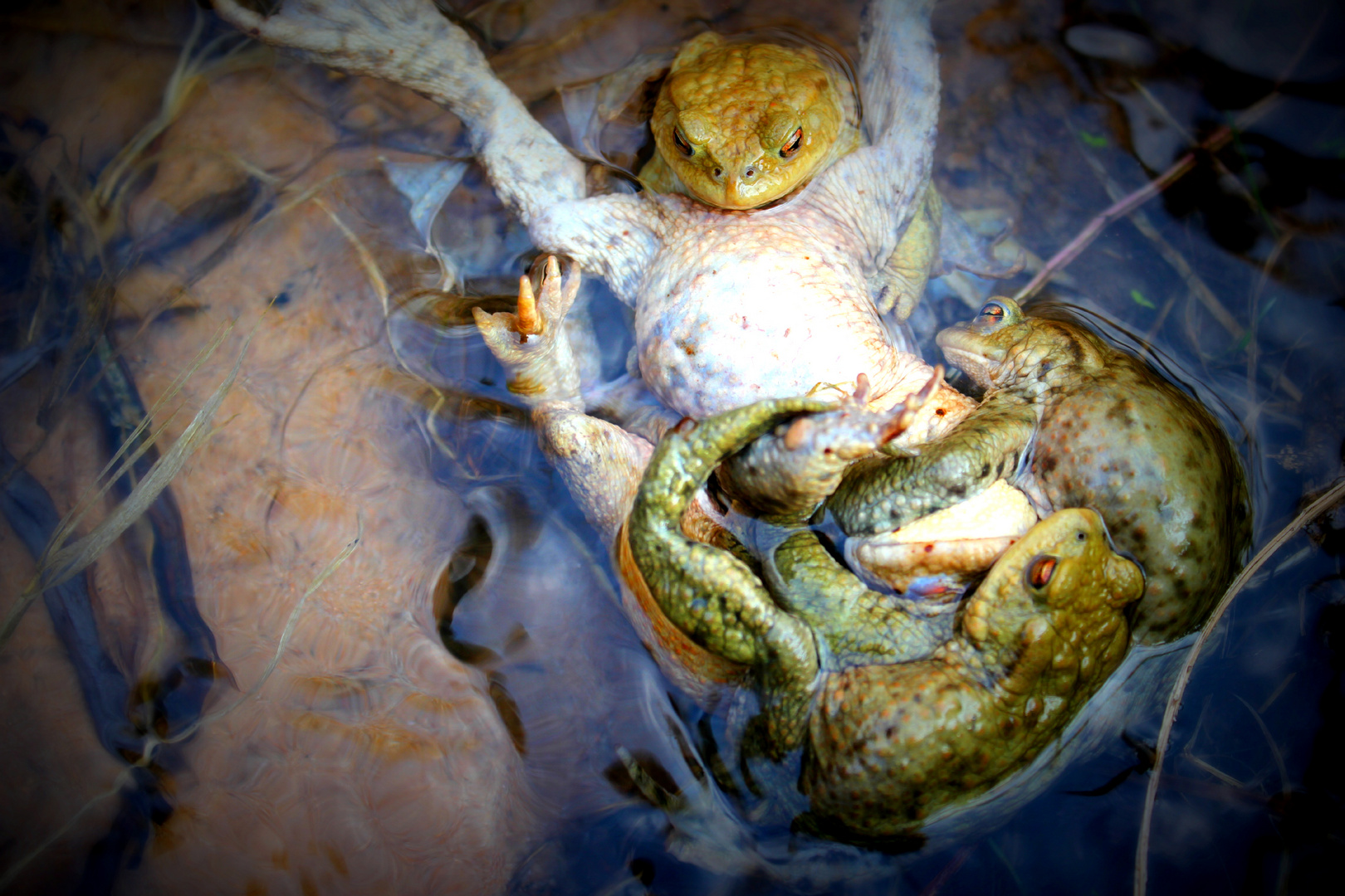 Frosch GANGBANG ;o)