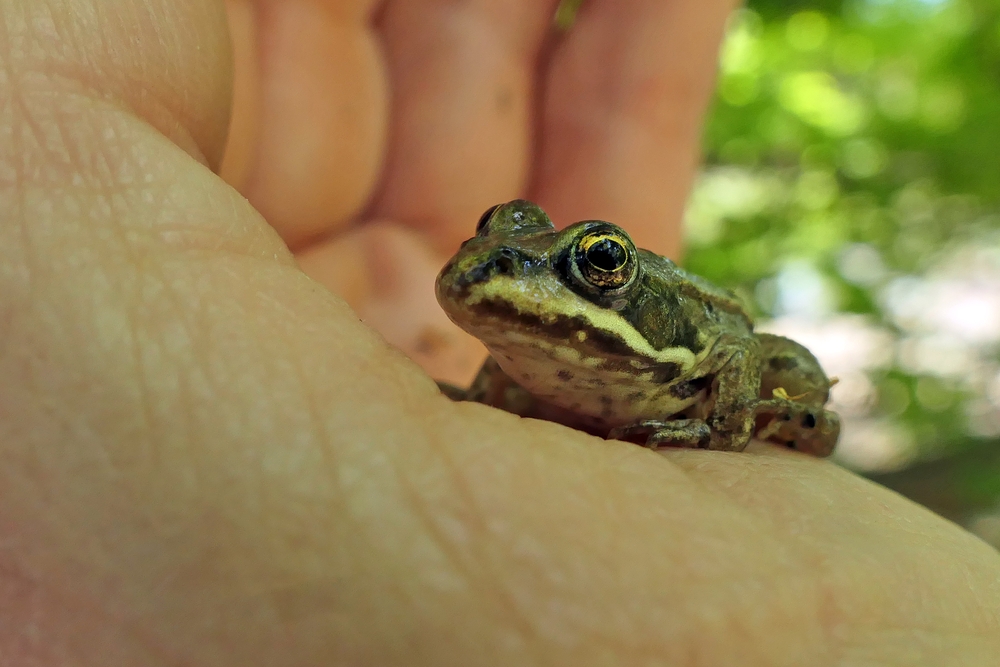 Frosch: Gegen Trockenheit hilft auch Küssen nicht