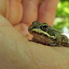 Frosch: Gegen Trockenheit hilft auch Küssen nicht