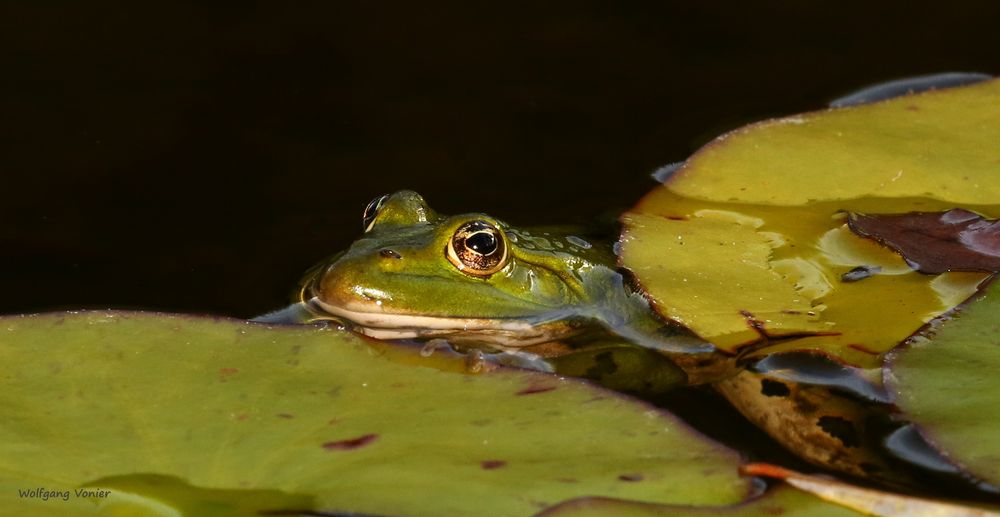 Frosch genieß die letzten Sonnenstrahlen vor dem Winterschlaf