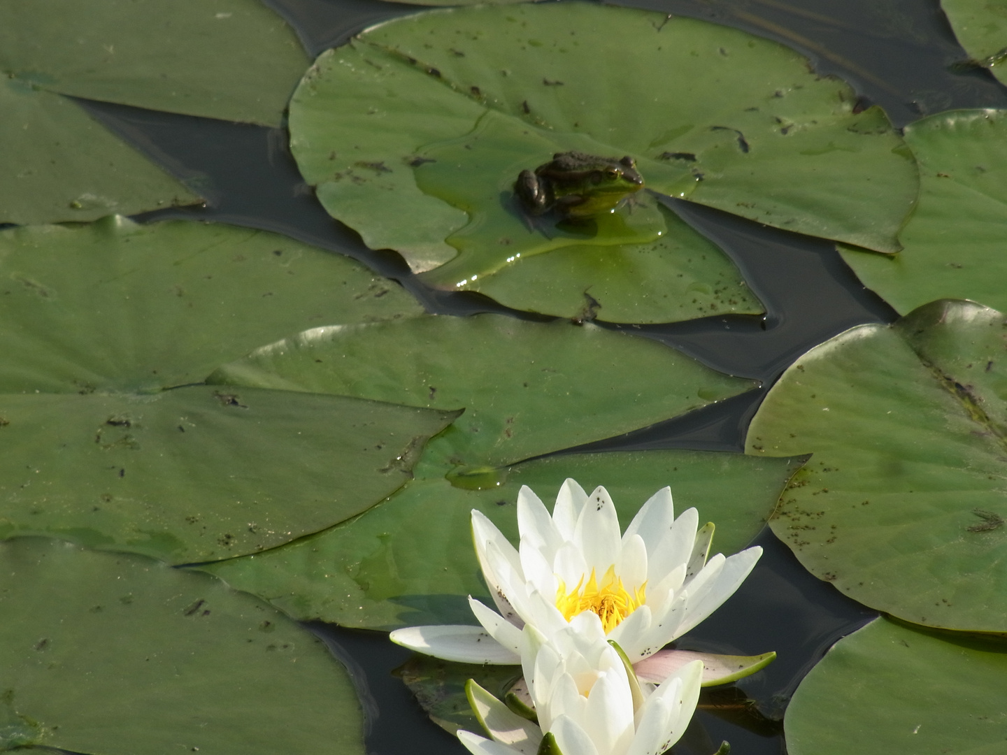 Frosch genießt die Aussicht zur schönen Seerose