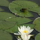 Frosch genießt die Aussicht zur schönen Seerose