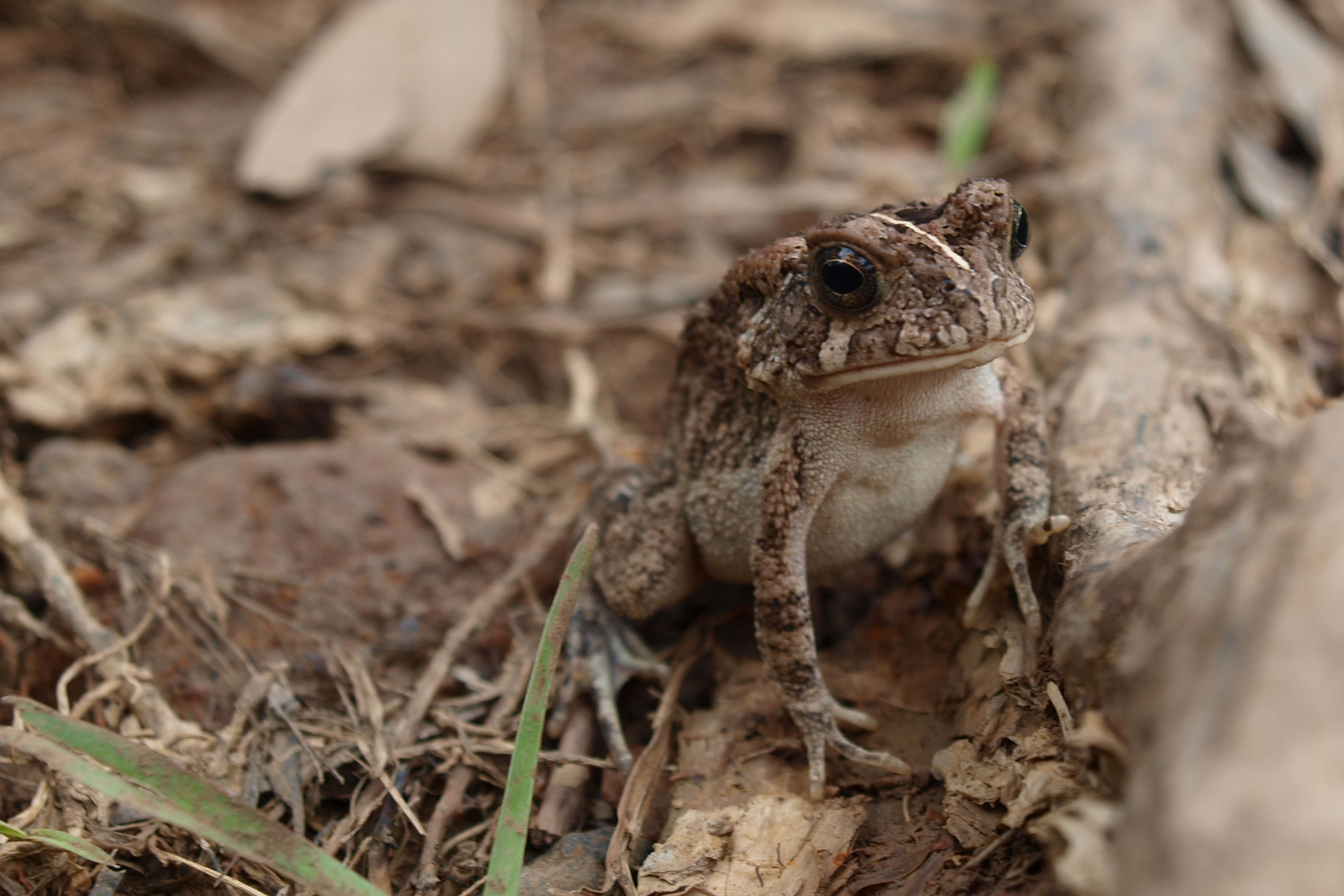 Frosch, gesehen im Landesinneren von Mauritius