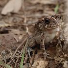 Frosch, gesehen im Landesinneren von Mauritius