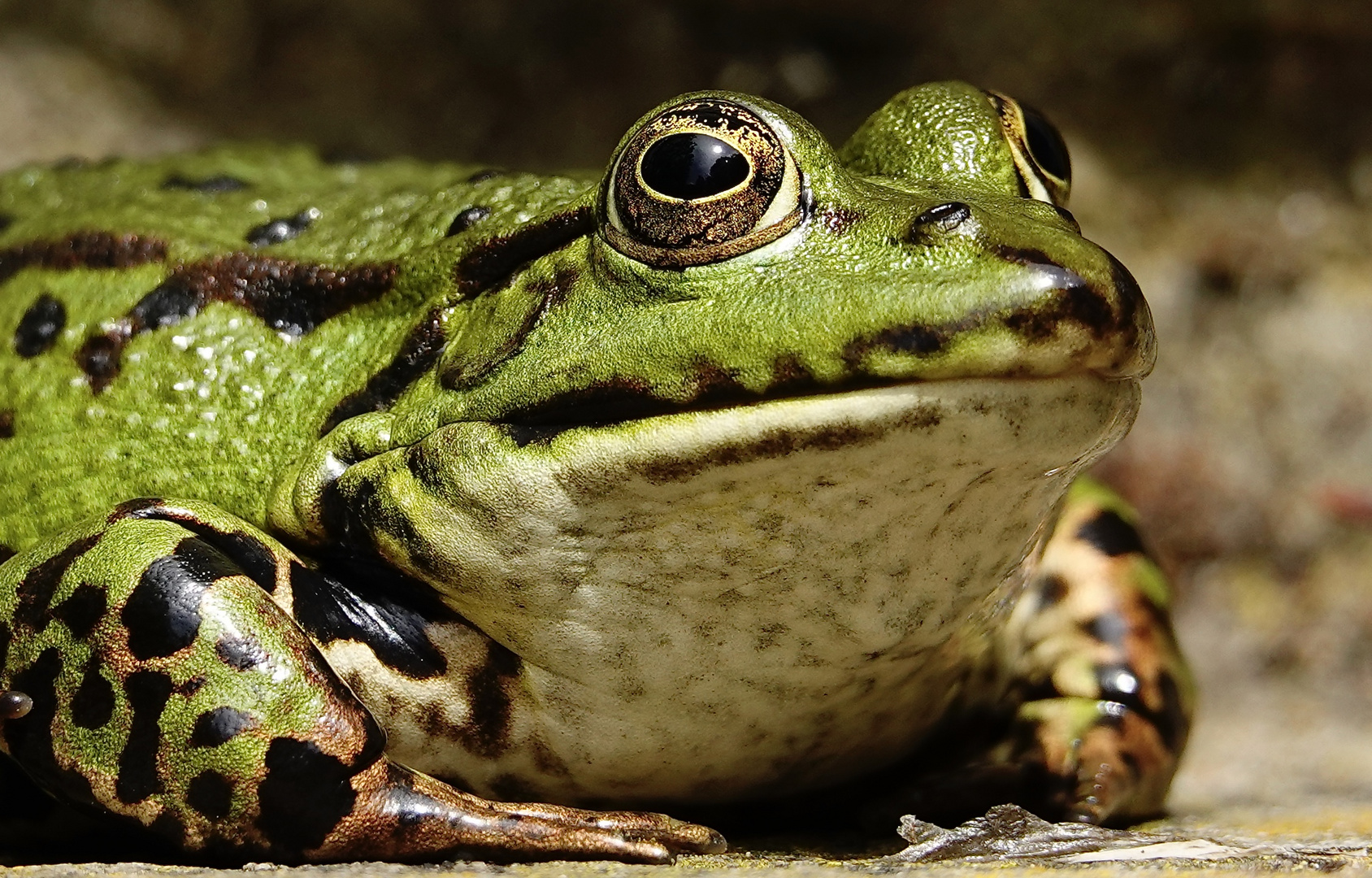 FROSCH - Glaub mir als Prinz bin ich schlanker!