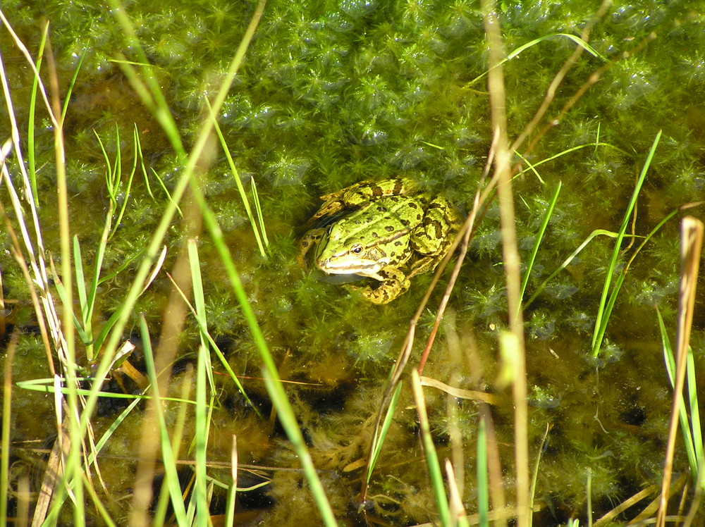 frosch-grün