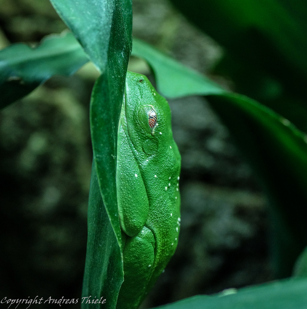 Frosch gut getarnt in Ruhestellung