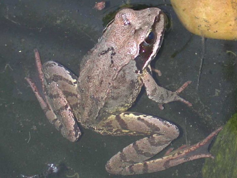 Frosch halb im Wasser