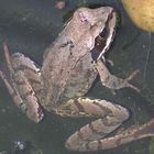 Frosch halb im Wasser