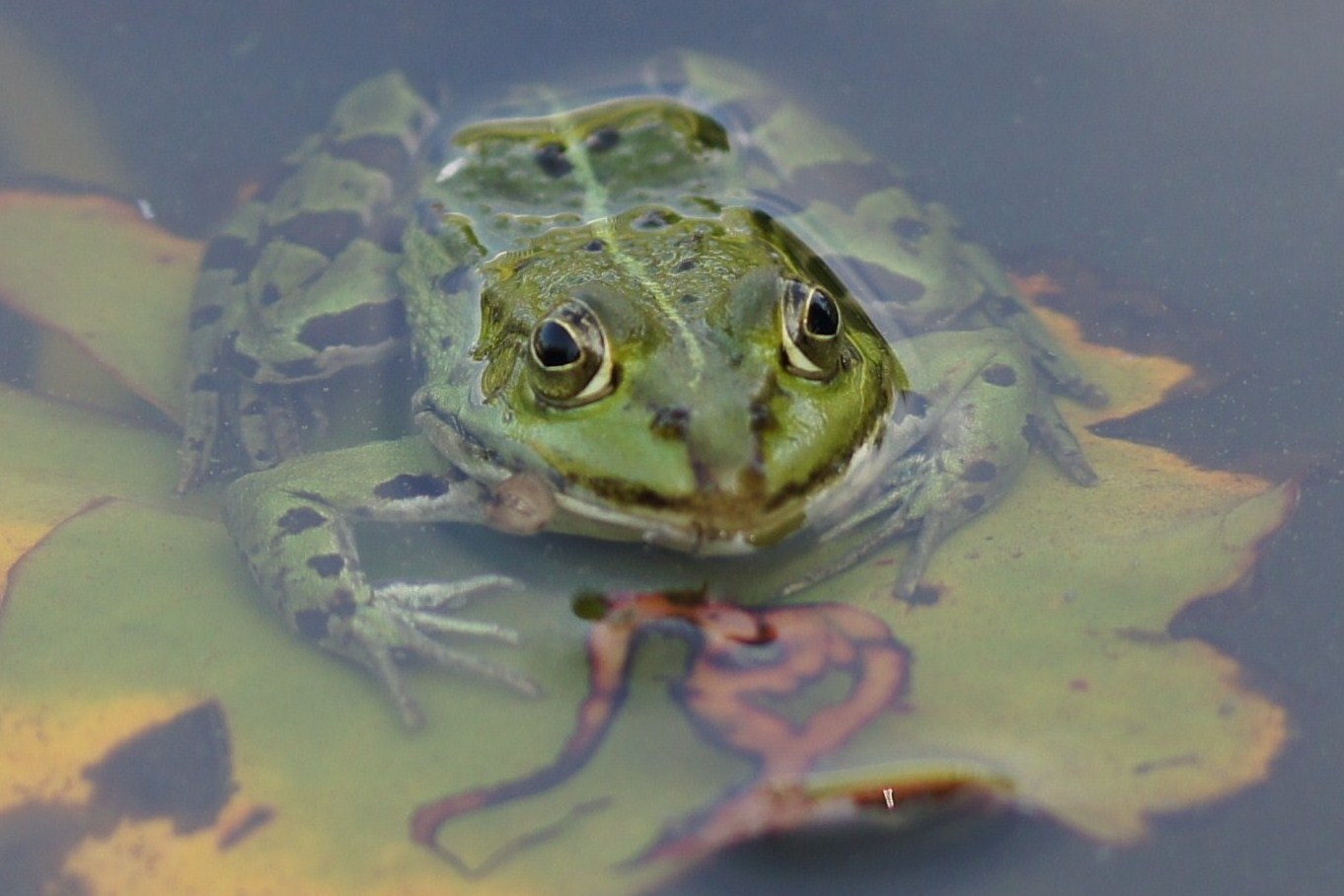 Frosch halt 1