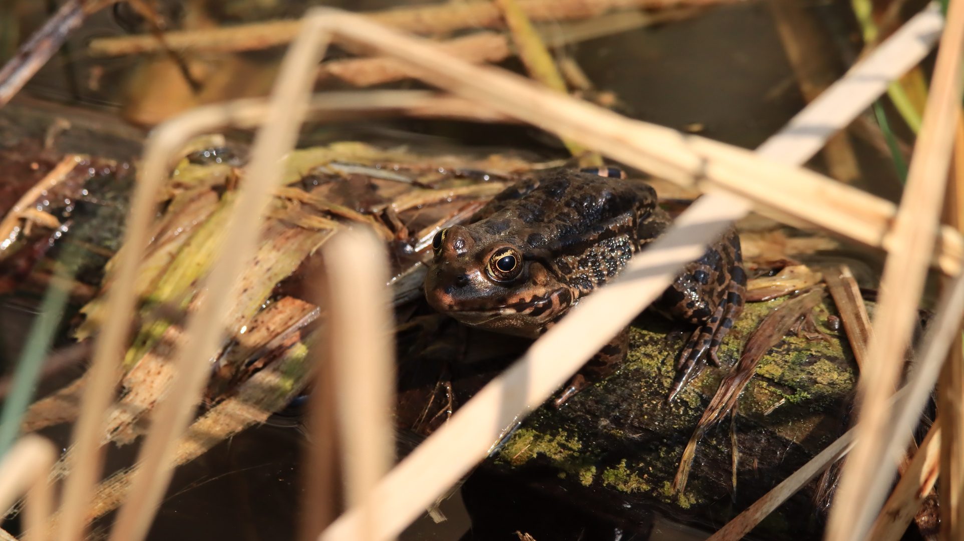 Frosch hat den Durchblick