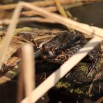 Frosch hat den Durchblick