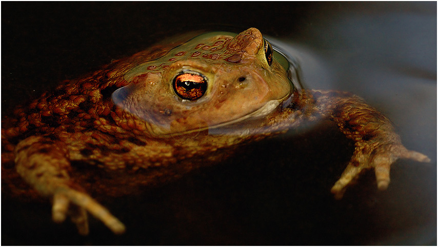 Frosch - Heimischer Teich