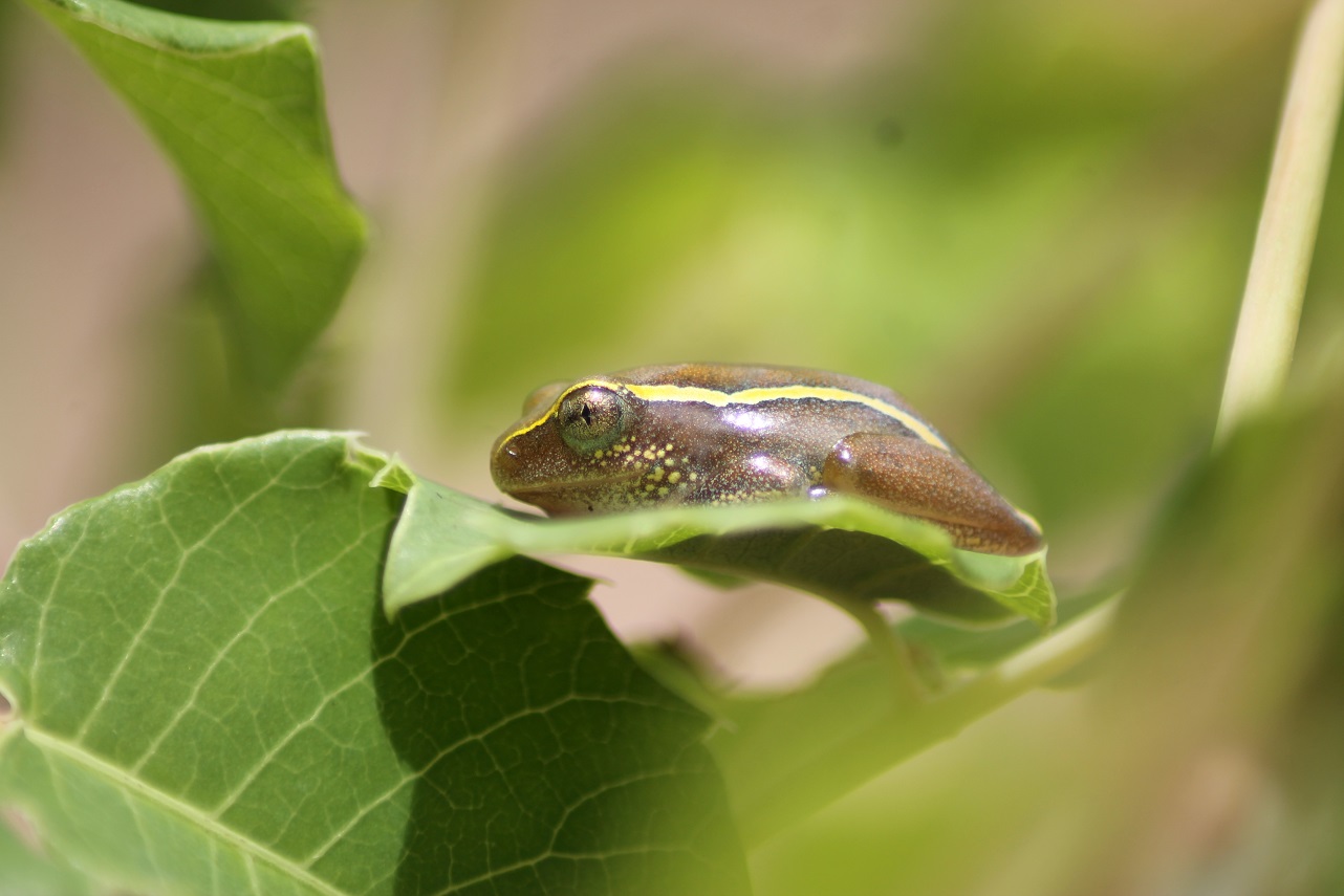 Frosch - Heterixalus luteostriatus 