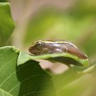 Frosch - Heterixalus luteostriatus 