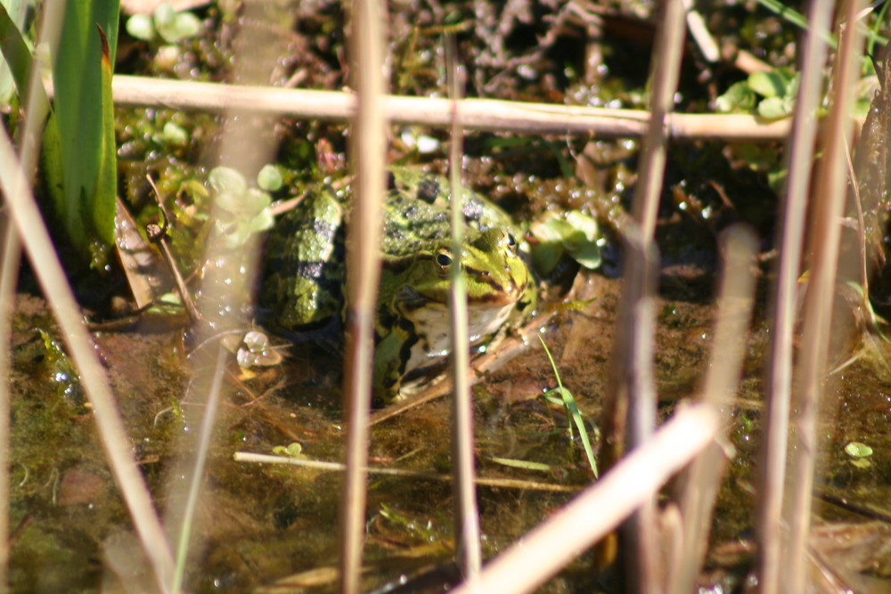 Frosch hinter Gittern