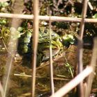 Frosch hinter Gittern