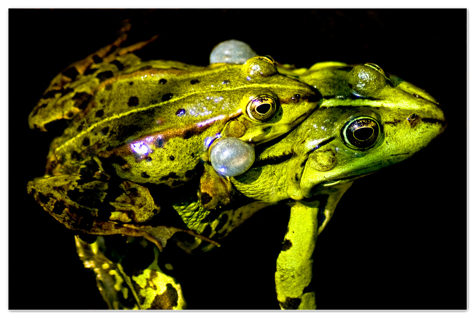 Frosch Hochzeit