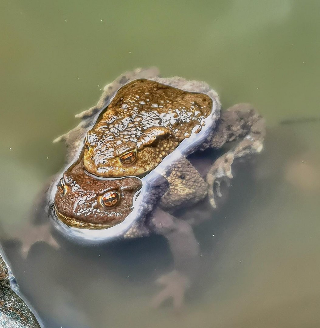 Frosch Huckepack