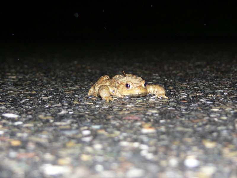 Frosch hüpf