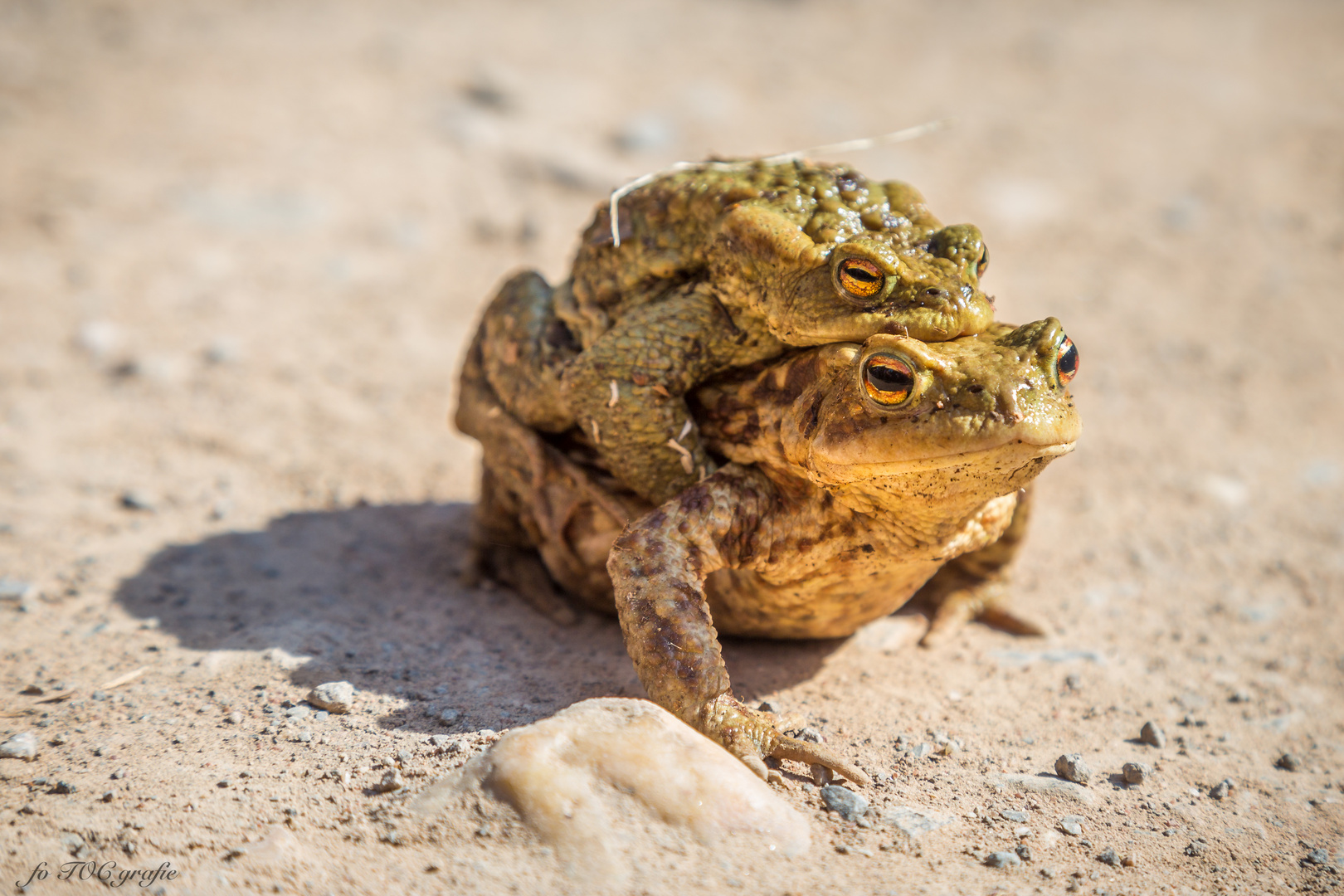 Frosch-Hüpfen