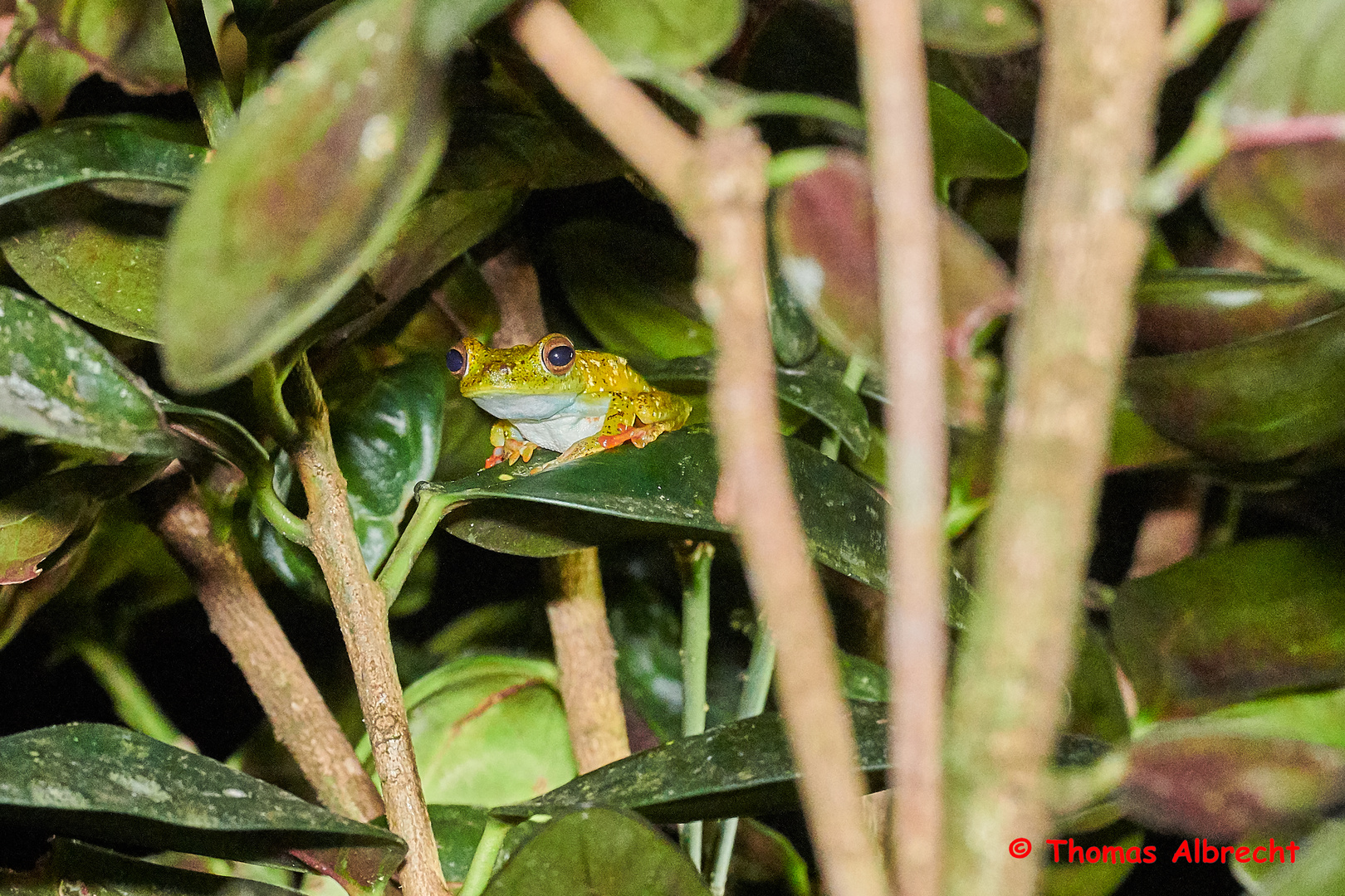 Frosch, Hypsiboas rosenbergi, Gladiator Tree Frog