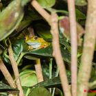 Frosch, Hypsiboas rosenbergi, Gladiator Tree Frog